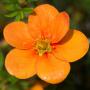 Orange Potentilla (Potentilla Tangerine) Single Flower