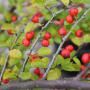 Cotoneaster Horizontalis (Wall Cotoneaster) Berries