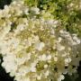 Hydrangea paniculata 'Bobo' Flowers Up Close
