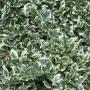 Euonymus Fortunei Emerald Gaiety Full Hedge