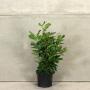 (Prunus laurocerasus 'Etna') Laurel Etna 60/90cm 10L pot