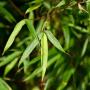 Dragon Head Bamboo (Fargesia rufa) Leaf Close Up 3