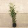 (Phyllostachys bissetii) Green Bamboo 120/150cm 10L pot