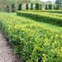 Box Hedge (Buxus sempervirens) Full Hedge Little Moreton Hall