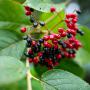 Viburnum lantana red and black fruits