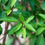 Fosythia (Forsythia Spectabilis Lynwood) Green Leaves
