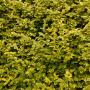 Golden Privet (Ligustrum Ovalifolium Aureum) Hedge Close Up