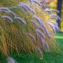 Pennisetum alopecuroides 'Hameln' Grass Plant 2L Pot