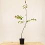 (Amelanchier canadensis) Juneberry 60/90cm 2L pot