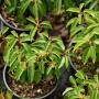 Portuguese Laurel (Prunus lusitanica) Pot Grown