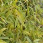 Golden Bamboo (Phyllostachys aureum) Foliage Close Up