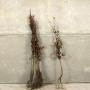 (Fagus Sylvatica) Beech 90/120cm bare root