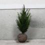 (Taxus baccata) English Yew 60/80cm Root ball