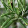Rosemary (Rosmarinus Officinalis) Leaf Close Up