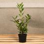 (Prunus 'Rotundifolia' Caucasica) Laurel 'Caucasica' 40/60cm 2L pot x 50