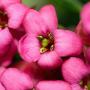 Pink Escallonia Flower Close Up