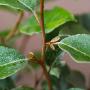 Oleaster (Elaeagnus x ebbingei) Leaves