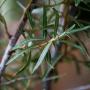 Sea Buckthorn (Hippophae Rhamnoides) Leaves and Branch