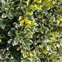 Silver Holly (Ilex Aquifolium Argentea Marginata) Hedge Close Up