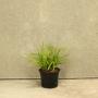 Carex pendula Grass Plant 2L Pot