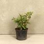 (Prunus Lusitanica angustifolia) Portuguese Laurel 20/40cm 2L pot