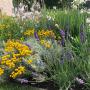 English Lavender (Lavandula Angustifolia Munstead) Contrasting Planting Scheme