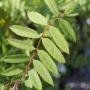 Rowan or Mountain Ash (Sorbus Aucuparia) Leaves
