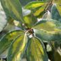 Oleaster Limelight (Elaeagnus x ebbingei Limelight) Leaves