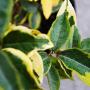Oleaster Gilt Edge (Elaeagnus x ebbingei Gilt Edge) Green Leaves