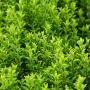 Box Hedge (Buxus sempervirens) Foliage