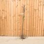 Golden Delicious Apple Tree 90/120cm Bare Root - view 2