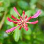 Lonicera periclymenum 'Serotina' Flower Cluster