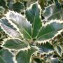 Silver Holly (Ilex Aquifolium Argentea Marginata) Variegated Leaves