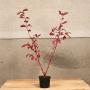 (Cornus alba) Red Dogwood 60/90cm 2L pot