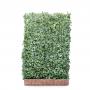 Ivy Screen (Hedera Helix White Ripple) 180cm High 120cm Wide