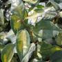 Oleaster Limelight (Elaeagnus x ebbingei Limelight) Hedge Close Up