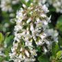 White Escallonia (Escallonia Iveyi) Flowers Panicle