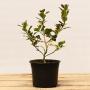 (Ilex aquifolium 'Argentea Marginata') Silver Holly 20/40cm 2L pot