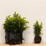 (Buxus sempervirens) Box Cell grown 15/20cm x 500