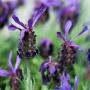 French Lavender (Lavandula stoechas) Flowers Close Up 
