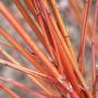 Orange Dogwood (Cornus Sanguinea) Winter Stems Close Up