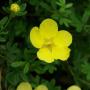Yellow Potentilla (Potentilla Goldfinger) Flower