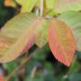 Juneberry (Amelanchier canadensis) Orange Leaves