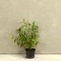 (Cornus sanguinea) Orange Dogwood 40/60cm 2L pot