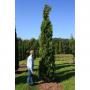 (Thuja plicata 'Atrovirens') Western Red Cedar 450/500cm Root ball