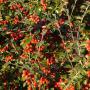 Cotoneaster Lacteus (Late Cotoneaster) Full Hedge