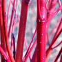 Cornus alba 'Baton Rouge' winter stems