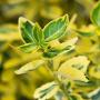 Euonymus Fortunei Emerald n Gold Leaf Close Up Leaf Close Up