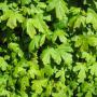 Field Maple (Acer Campestre) Full Hedge