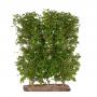 Hawthorn (Crataegus monogyna) Easy Hedge Instant Hedging Element150cm high 100cm wide